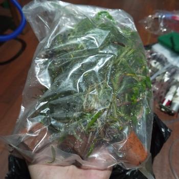 Product Review of TANAMAN AIR FROGBIT APUNG LIMNOBIUM LAEVIGATUM AMAZON FROGBIT CUPANG from Tokopedia customer review 1