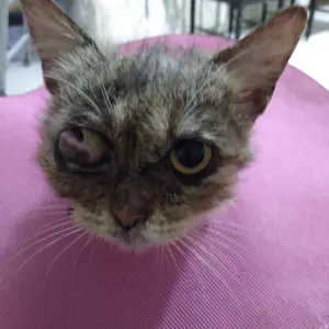 eye drops obat tetes mata luka infeksi iritasi merah gatal kucing 10ml