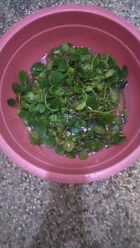 Product Review of TANAMAN AIR FROGBIT APUNG LIMNOBIUM LAEVIGATUM AMAZON FROGBIT CUPANG from Tokopedia customer review 0