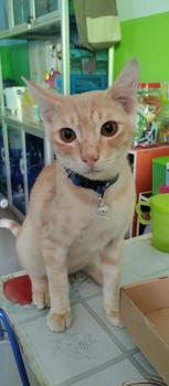 Product Review of KALUNG KUCING KULIT MODEL SLOP - AKRILIK KEPALA from Tokopedia customer review 1