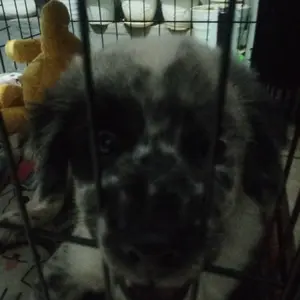 120ML Spray Pipis Anjing Semprotan Inducer Puppy Positioning Buang Air