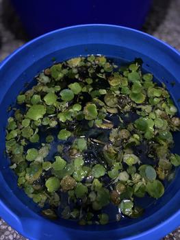 Product Review of TANAMAN AIR FROGBIT APUNG LIMNOBIUM LAEVIGATUM AMAZON FROGBIT CUPANG from Tokopedia customer review 0