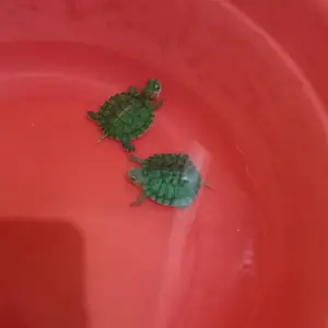 BOX KURA KURA / IKAN HIAS SIZE XL PANJANG 20 CM, LEBAR 12 CM