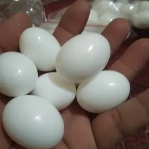 TELUR PALSU BURUNG MERPATI IMITASI DUMMY EGG DAMI ENDOG PLASTIK MAINAN