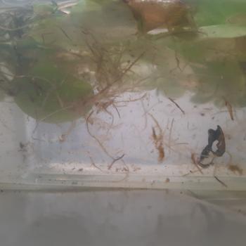 Product Review of TANAMAN AIR FROGBIT APUNG LIMNOBIUM LAEVIGATUM AMAZON FROGBIT CUPANG from Tokopedia customer review 2