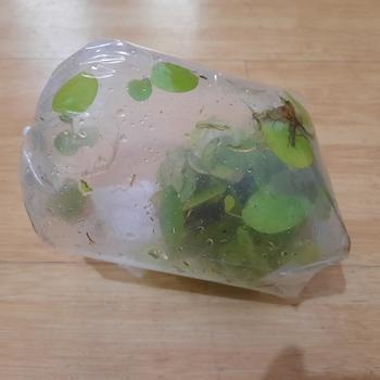 Product Review of TANAMAN AIR FROGBIT APUNG LIMNOBIUM LAEVIGATUM AMAZON FROGBIT CUPANG from Tokopedia customer review 1