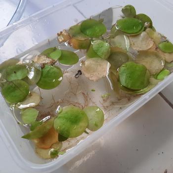 Product Review of TANAMAN AIR FROGBIT APUNG LIMNOBIUM LAEVIGATUM AMAZON FROGBIT CUPANG from Tokopedia customer review 0