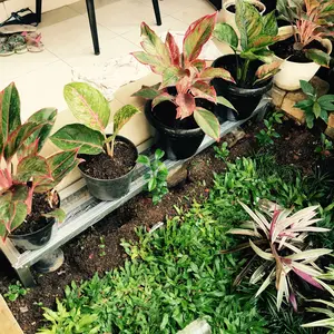 Rak Tanaman Pot Besar 60cm - Baja Ringan - Rak Tahan Air - Anti Karat