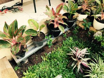 Product Review of Rak Tanaman Pot Besar 60cm - Baja Ringan - Rak Tahan Air - Anti Karat from Tokopedia customer review 0