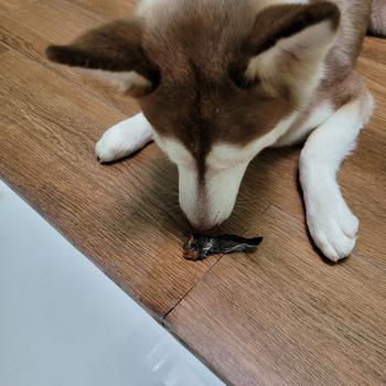 Product Review of Chicken Wings Whole Sayap ayam dog snack air dried jerky snack anjing from Tokopedia customer review 0