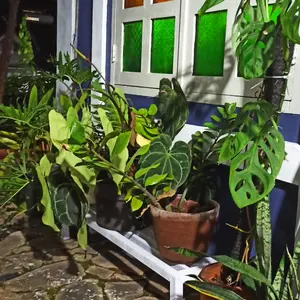 Rak pot tanaman minimalis - rak unik 100x20x20+cat