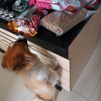 Product Review of PETOPIA  DOG DRY FOOD - 800GR - 1KG - MAKANAN ANJING from Tokopedia customer review 1