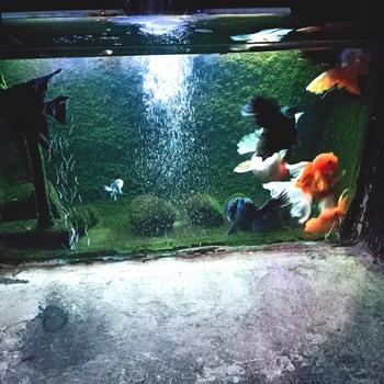 Product Review of Karbon Aktif 1kg / Activated Carbon / Media Filter Air / Karbon Aktif Aquarium / Penjernih Air / Media Filter Aquarium / Water Filter from Tokopedia customer review 0
