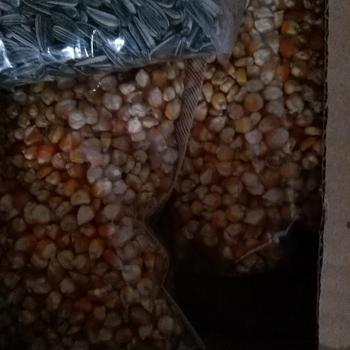 Product Review of Jagung Kristal Pakan Burung Ayam Merpati Hamster Bebek Jagung Kristal from Tokopedia customer review 0