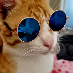 Kacamata kucing anjing gaul warna warni