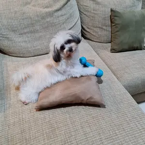 M-Pets Funbone Dog Toy / Mainan Tulang Gigit Anjing