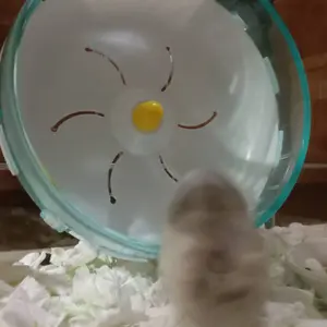 RODA HAMSTER PLASTIK KECIL
