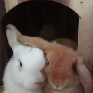 rumah kucing kelinci sonokeling