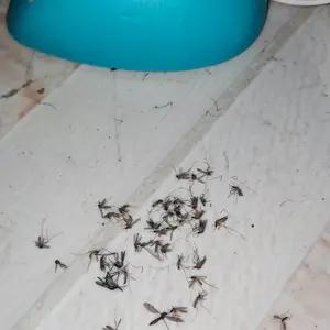 Anti Nyamuk HIT MAT Elektrik kabel Alat dan Refill Isi Ulang