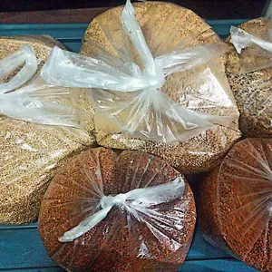 umpan kenari kiloan murah curah