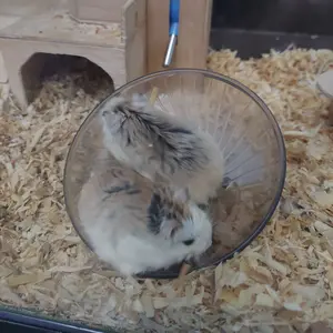 NV0104 Jogging Wheel Roda Putar Hamster