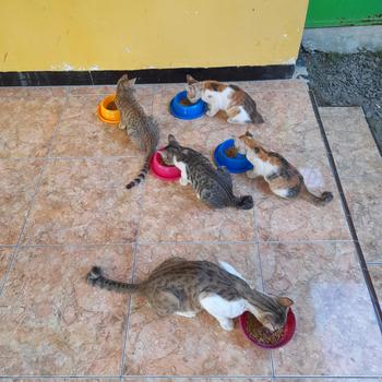 Product Review of MINYAK IKAN FISH OIL VITAMIN OMEGA BULU KUCING ANJING HAMSTER 1 BUTIR from Tokopedia customer review 0