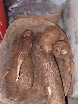 Product Review of Singkong racun - Singkong racun sapikuru segar 1 kg from Tokopedia customer review 0
