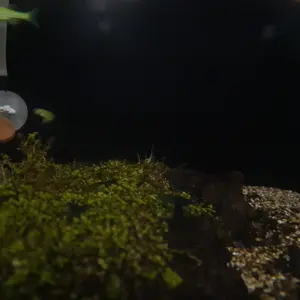 Karbon Aktiv / carbon active