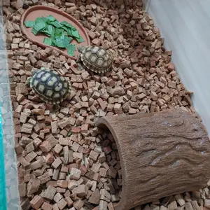 WD018A FEEDING DISH FEEDINGDISH FEEDER FOODDISH TEMPAT MAKAN REPTILE WADAH PAKAN MAKANAN KURA KURA DARAT TORTO TORTOISE SULCATA PARDALIS YNIPHORA RADIATA ALDABRA  IGUANA TEGU SALVA VARANUS BIAWAK KELOMANG ULAR PERLENGKAPAN HEWAN REPTIL