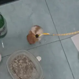 tali tuntun harness untuk hamster dan marmut
