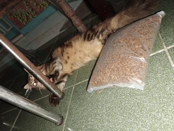 Product Review of Makanan Kucing Bolt Repack 800GR Murah Tuna Cat Food MURAH !!! from Tokopedia customer review 1