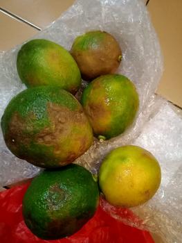 Product Review of GROSIR TERMURAH 1kg Lemon California Buah Jeruk Lemon Super from Tokopedia customer review 3
