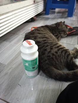 Product Review of DORIS Bedak Basmi Kutu dan Perawatan Kulit Anjing Dog Flea and Tick from Tokopedia customer review 0
