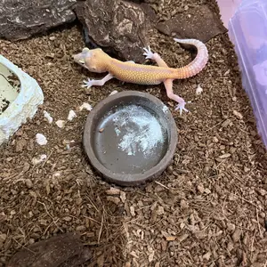 Waterdish WD029 water dis water dish tempat wadah minum gecko reptile