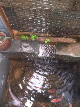 Product Review of TANAMAN AIR FROGBIT APUNG LIMNOBIUM LAEVIGATUM AMAZON FROGBIT CUPANG from Tokopedia customer review 0