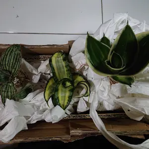 sanseviera golden wendy 3 daun