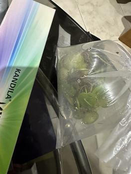 Product Review of TANAMAN AIR FROGBIT APUNG LIMNOBIUM LAEVIGATUM AMAZON FROGBIT CUPANG from Tokopedia customer review 0