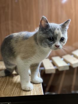 Product Review of KANDANG KUCING ALUMUNIUM JUMBO MAINAN from Tokopedia customer review 0