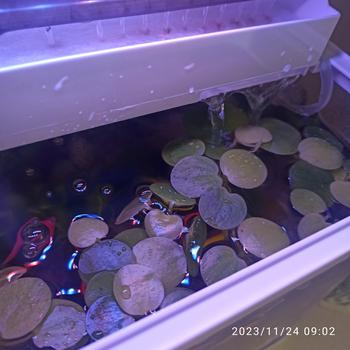 Product Review of TANAMAN AIR FROGBIT APUNG LIMNOBIUM LAEVIGATUM AMAZON FROGBIT CUPANG from Tokopedia customer review 0