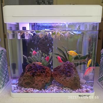 Product Review of TANAMAN AIR FROGBIT APUNG LIMNOBIUM LAEVIGATUM AMAZON FROGBIT CUPANG from Tokopedia customer review 1