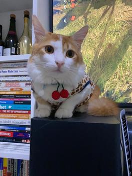 Product Review of Kalung Kucing Anjing Rajut Cherry from Tokopedia customer review 1