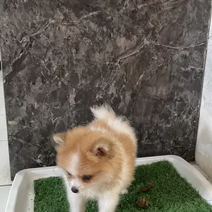 Tempat Pipis Anjing Puppy Potty Training PAD 321-43