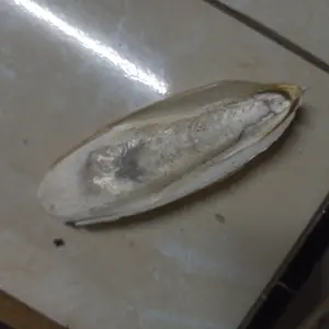 TSK TULANG SOTONG KERING ISI 4 pcs mengandung CALCIUM untuk Burung dan Hewan lainnya.