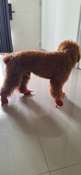Product Review of Sepatu boots anjing kucing cat dog tebal anti slip musim dingin shoes from Tokopedia customer review 1