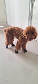 Product Review of Sepatu boots anjing kucing cat dog tebal anti slip musim dingin shoes from Tokopedia customer review 0