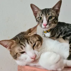 Roller Racing Honda Vario PCX Genio Beat Deluxe New 2020 scoopy new 2021 ADV SPIN 125 150 160 Yamagata