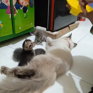 BATH BRUSH Sikat Mandi Kucing Anjing Sisir Keramas Grooming Bulu Hewan