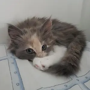 JEPITAN AKI 50A - SEDANG - 50A - JEPIT ACCU