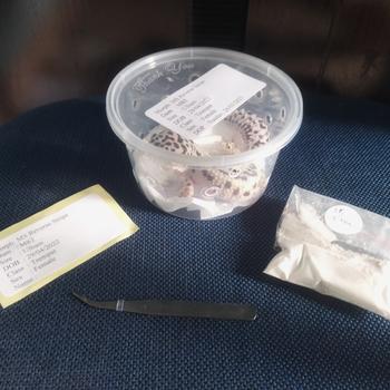 Product Review of Pinset 10 cm Kecoa Dubia Jangkrik Ulat Hongkong from Tokopedia customer review 0