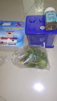 Product Review of TANAMAN AIR FROGBIT APUNG LIMNOBIUM LAEVIGATUM AMAZON FROGBIT CUPANG from Tokopedia customer review 0